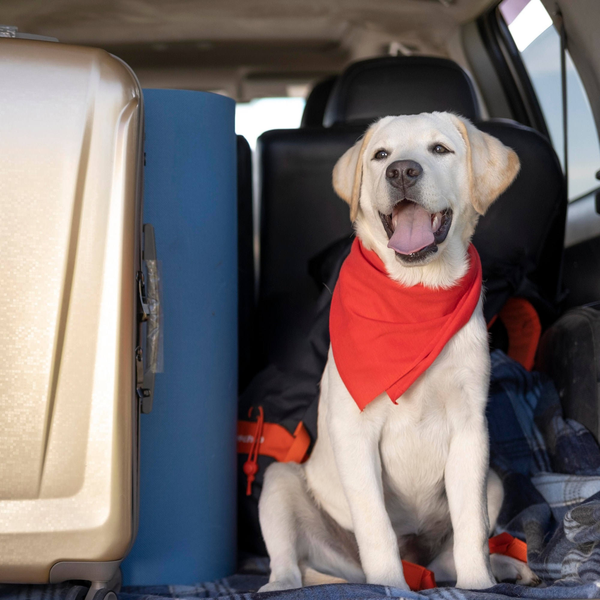 Labrador assis dans le coffre d'une voiture à côté d'une valise, prêt à partir en voyage avec ses maîtres.
