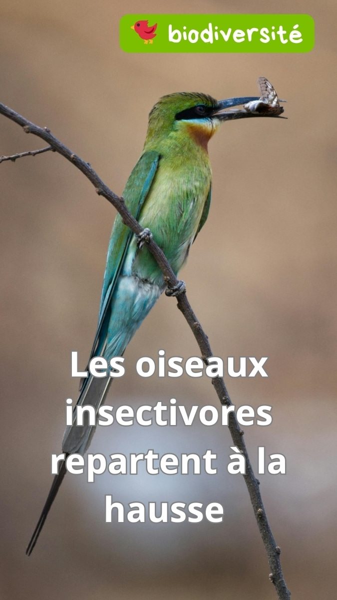 Oiseau insectivore perché sur une branche avec un insecte dans le bec – illustration d’une bonne nouvelle pour la biodiversité.