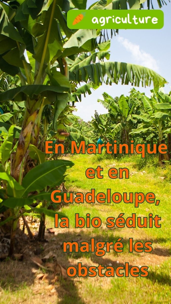 Plantation de bananiers en plein soleil avec un agriculteur au loin — illustration du développement de l’agriculture bio en Martinique et en Guadeloupe malgré les difficultés.