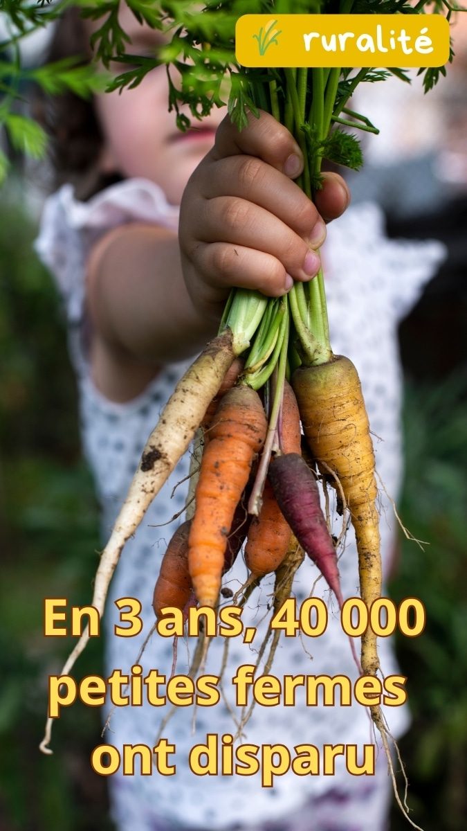 En 3 ans, 40 000 petites fermes ont disparu