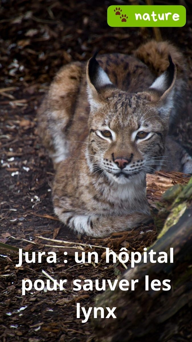 Lynx boréal blessé allongé au sol, regardant vers l’objectif — image illustrant le centre Athénas qui soigne les lynx dans le Jura.