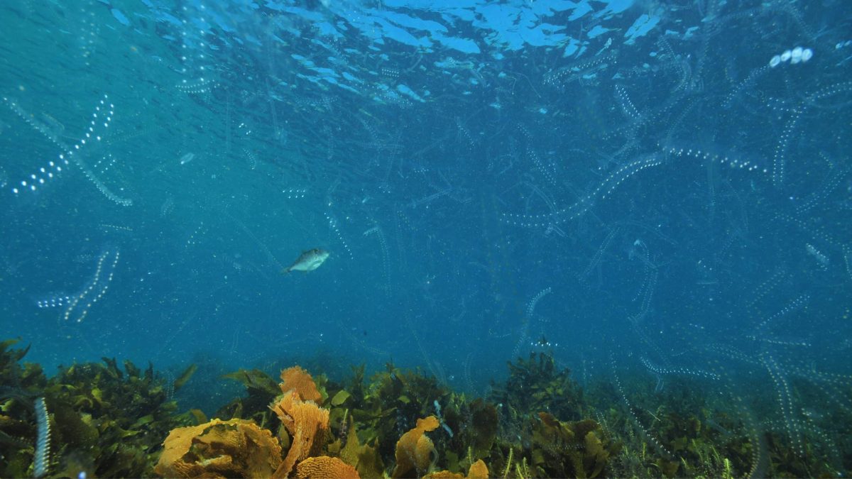 Vue sous-marine d’un banc de plancton lumineux dans les profondeurs bleues de l’océan, symbole de la vie marine invisible.