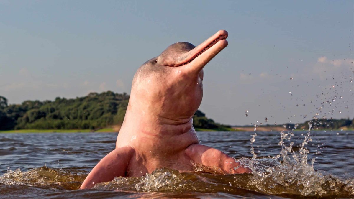 Dauphin rose de l’Amazonie émergeant de l’eau sous une forte chaleur, symbole des impacts des températures extrêmes sur la faune aquatique.