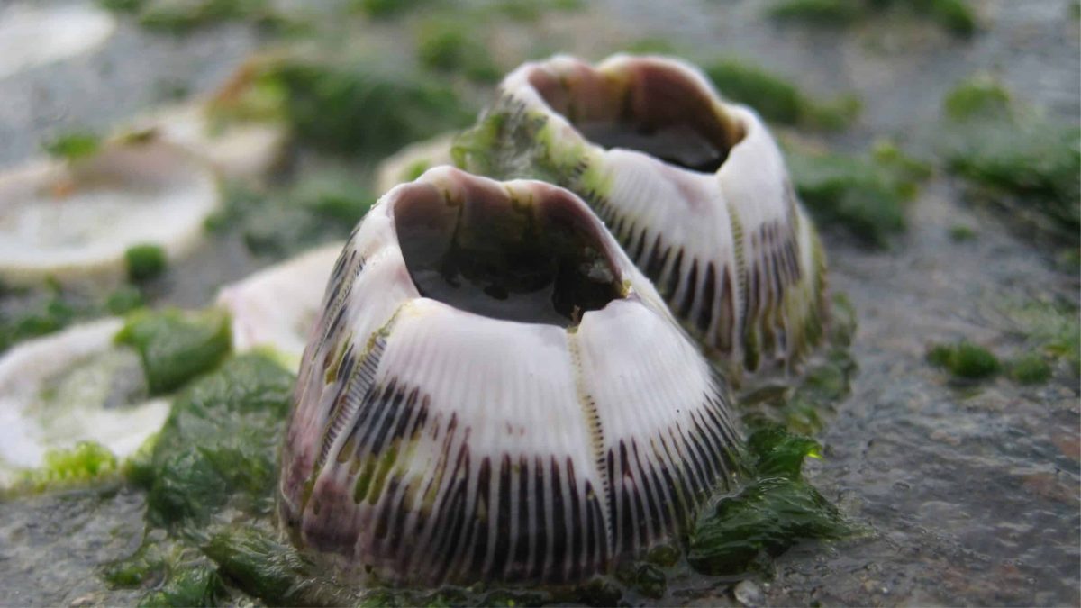 Balanes en Arctique