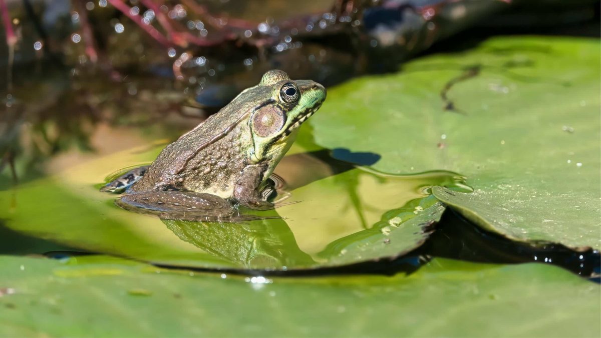 Grenouille verte posée sur une feuille de nénuphar dans une mare naturelle, symbole de la biodiversité aquatique au jardin.