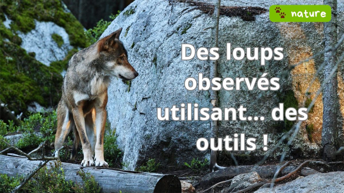 Loup debout sur un tronc dans une forêt rocheuse, observant son environnement — illustration d’une découverte scientifique montrant des loups utilisant des outils.