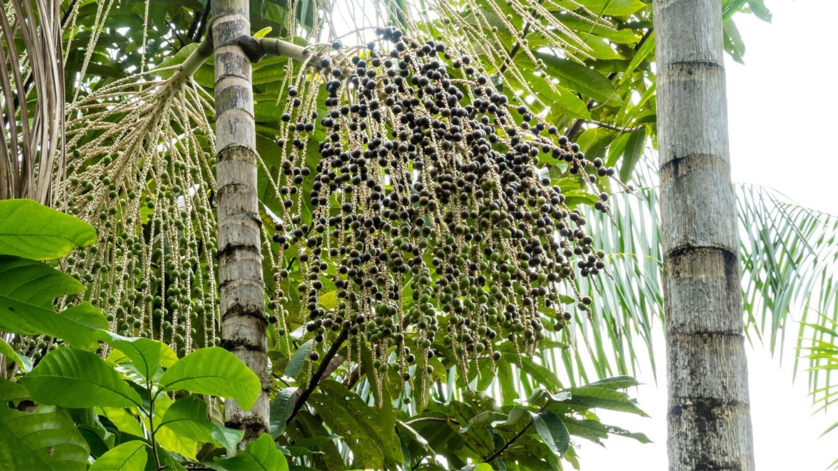 Grappe de baies d’açaí sur un palmier dans une forêt amazonienne, illustrant les pratiques d’agroforesterie qui restaurent les sols et la biodiversité.