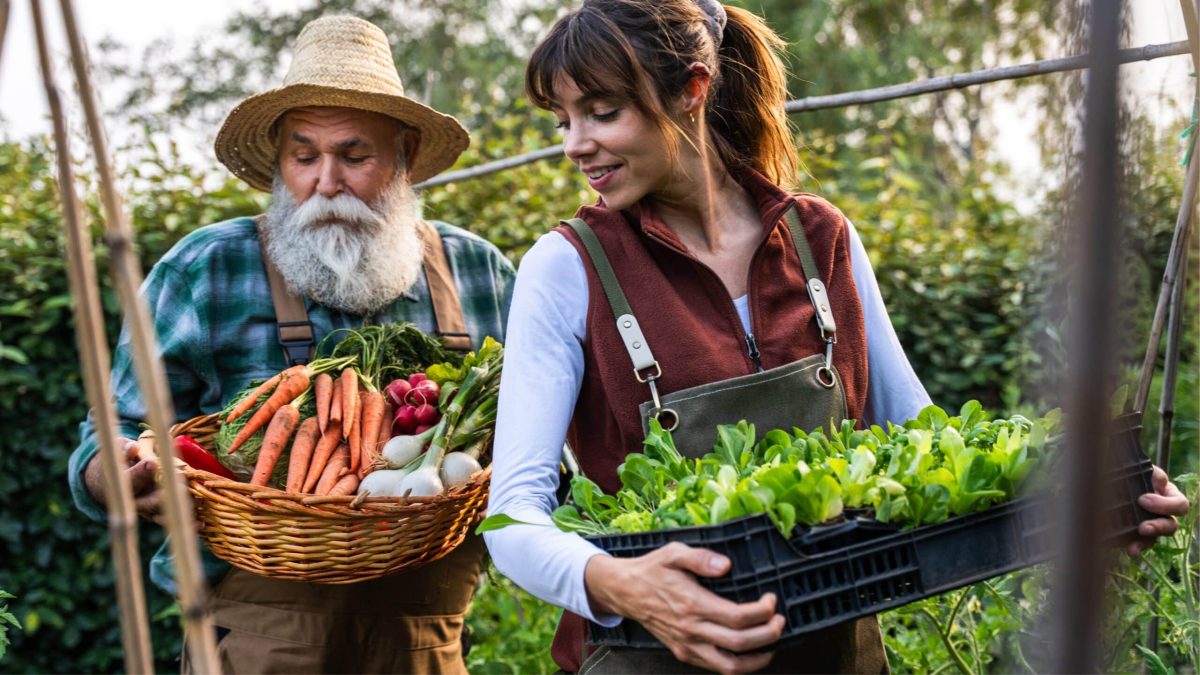 Homme et femme récoltant des légumes frais dans un potager bio, image du savoir-faire paysan et de la transmission locale.