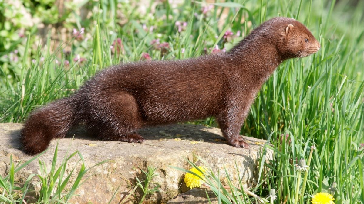 Vison d’Europe réintroduit dans la vallée de la Charente pour sauver la biodiversité