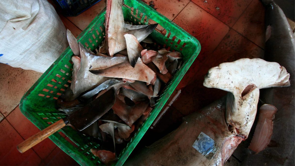 Ailerons et restes de requins dans une caisse de marché, représentant la pêche destructrice désormais interdite au Mexique.