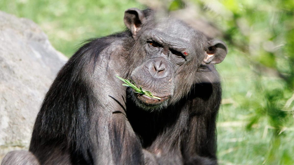 Chimpanzé observé en train de mâcher une plante, illustrant l’automédication animale dans la nature.
