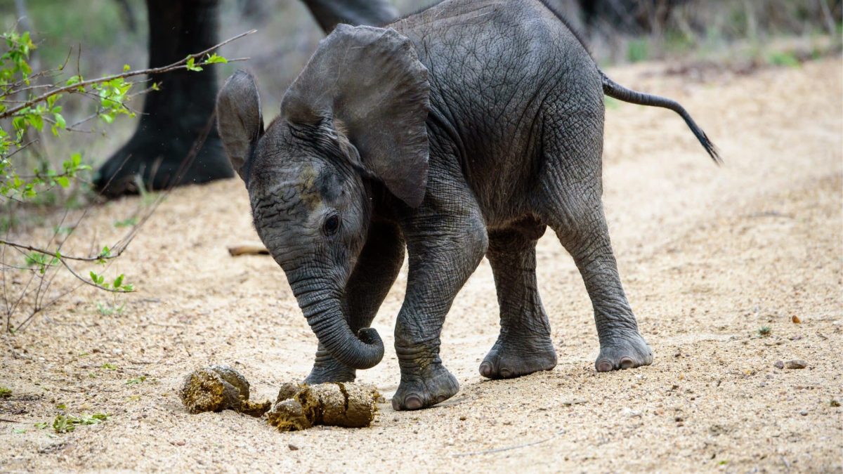 Bébé éléphant jouant avec une boule de fumier sur un chemin de terre, illustrant l’importance écologique du recyclage naturel dans les écosystèmes.