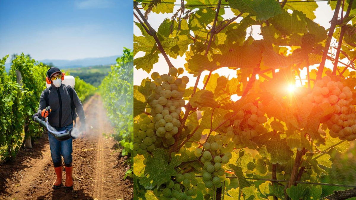 Viticulteur en combinaison pulvérisant des pesticides dans une vigne, avec grappes de raisin au soleil.