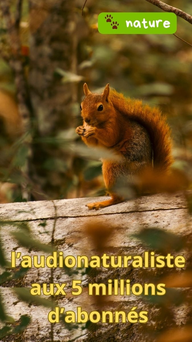 Écureuil roux sur un tronc d’arbre dans une forêt, image illustrant la nature et le travail d’un audionaturaliste populaire.
