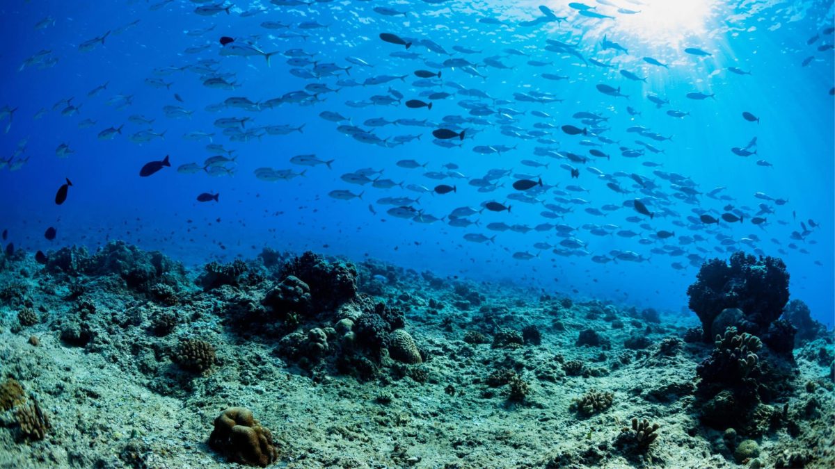 Protection de la haute mer