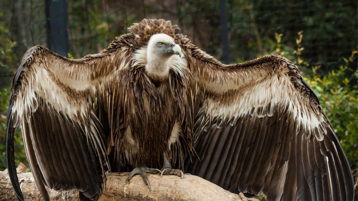 Vautour fauve déployant ses ailes, représentant son rôle écologique et son aide aux éleveurs.