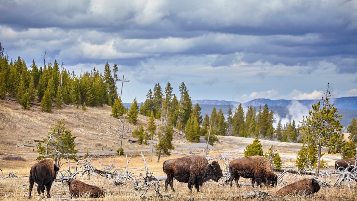 Retour des bisons à Yellowstone