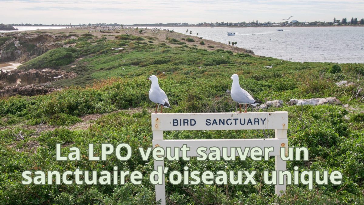 La LPO mobilisée pour sauver un sanctuaire d’oiseaux menacé